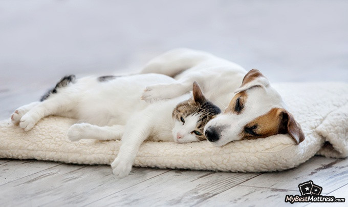 What to do with old pillows: a dog and a cat in a pet bed What to do with old pillows: a dog and a cat in a pet bed